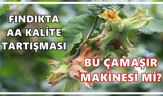   Fındıkta AA Kalite Polemiği!“Bu Çamaşır Makinesi mi?”