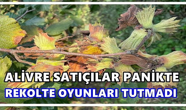 Fındıkta Alivre Satışçılar Panikte: Rekolte Oyunları Tutmadı