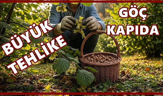 Fındıkta büyük tehlike: Rekolte düşüyor, göç kapıda!
