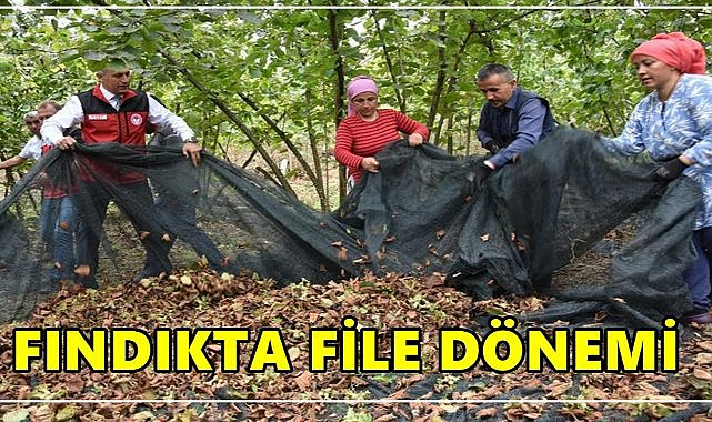 Fındıkta File Dönemi Başladı; Hasat Maliyeti % 80 Düştü