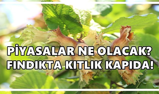 Fındıkta Kıtlık Kapıda: AA Kalite Piyasayı Belirleyecek