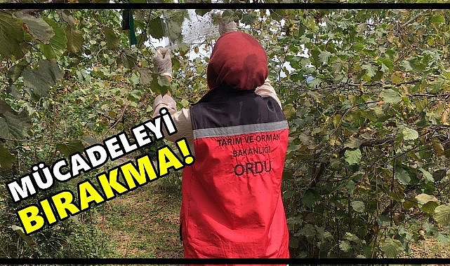 Fındıkta Rekolteyi Düşüren Zararlı: Kahverengi Kokarca