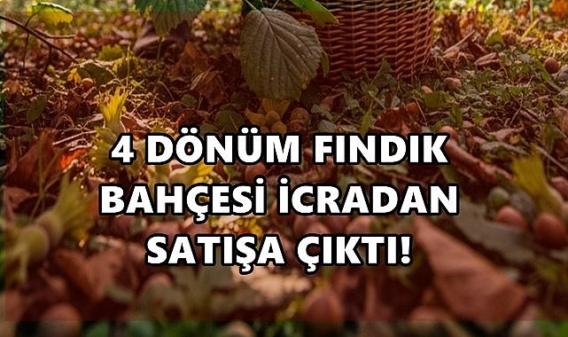 Giresun’da 4 Dönümlük Fındık Bahçesi İcradan Satışa Çıkıyor