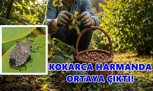 Kokarca Fındık Harmanında Ortaya Çıktı!