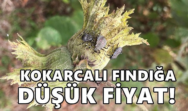 Kokarca Vurgunu: Tüccarlar Fındığı İki Ayrı Fiyatla Alıyor