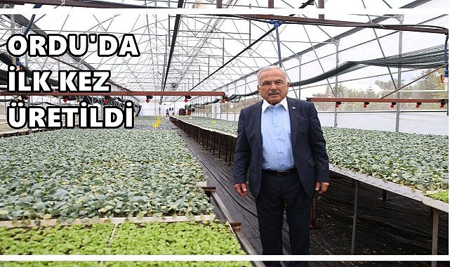 Ordu Büyükşehir’den üreticiye 200 bin kışlık fide desteği