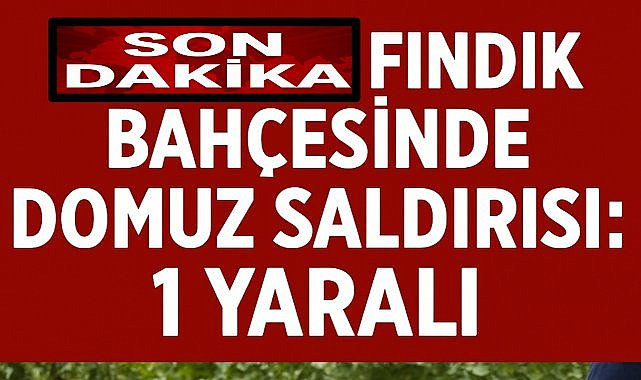 Ordu&#039;da Fındık Bahçesinde Domuz Saldırısı: 1 Yaralı