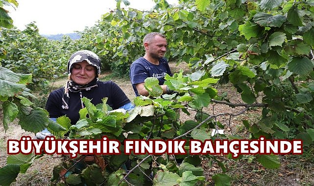 Ordu’da Fındık Hasadında Yeni Dönem: Yerli İşçilerle Üretici Buluşması