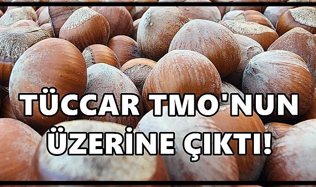 Ordu&#039;da Fındıkta Piyasa TMO&#039;yu Solladı