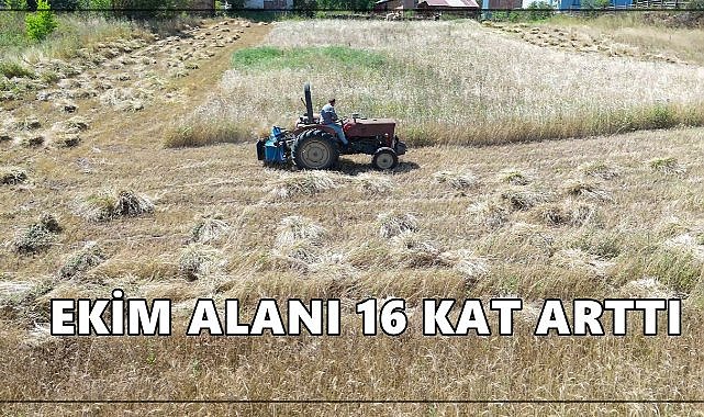 Ordu’da siyez buğdayı patlaması: 6 yılda ekim alanı 16 kat arttı