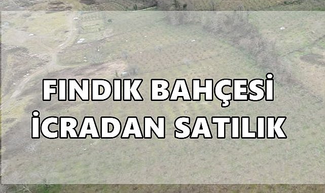Perşembe’ Şenyurt&#039;ta  7.725 Metrekarelik Fındık Bahçesi İcradan Satışa Çıkarıldı