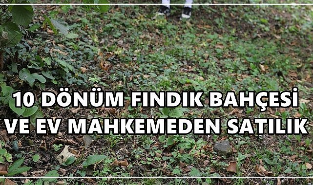 Samsun Salıpazarı’nda 10 Dönümlük Fındık Bahçesi ve Ev Satışa Çıkarıldı