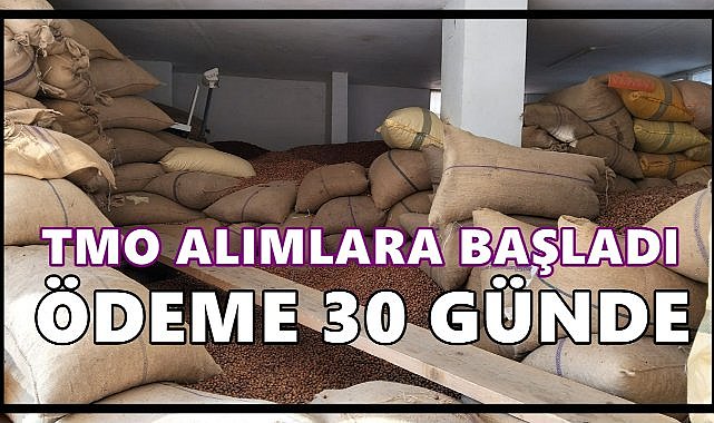TMO fındık alımlarına başladı:Üretici ödemeyi 30 gün bekleyecek