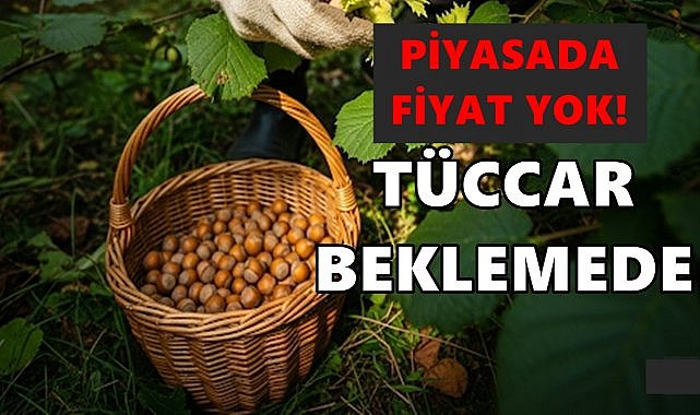 TMO Fındık Fiyatı Açıkladı Tüccar Beklemeye Başladı; Piyasada Fiyat Yok!