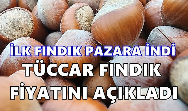 Tüccar Fındık Fiyatını Açıkladı; Ordu&#039;da İlk Fındık Pazara İndi