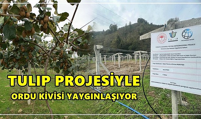 TULIP Projesiyle Ordu’da Kivi Üretimi Büyüyor