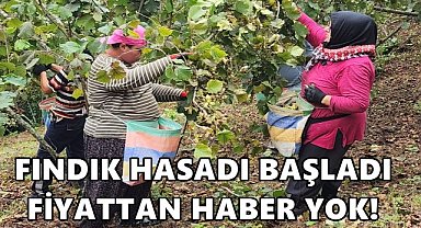 Türkiye'nin fındık başkenti Ordu'da hasat coşkusu!