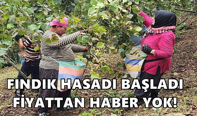 Türkiye&#039;nin fındık başkenti Ordu&#039;da hasat coşkusu!