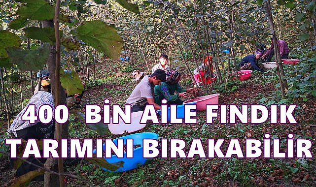 UFK Başkanı Şenocak Uyardı; “400 Bin Aile Fındık Üretimden Kopma Noktasında”