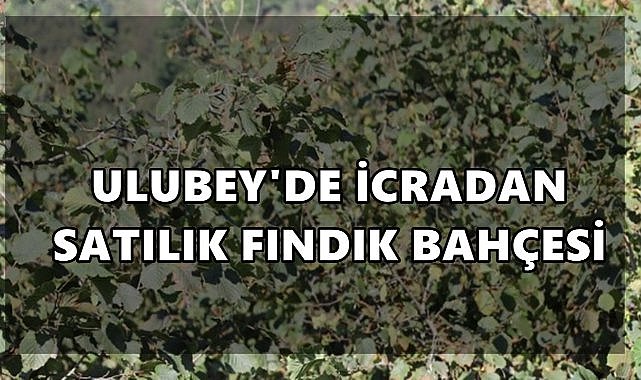 Ulubey’deki Fındık Bahçesi İcradan Satışa Çıkıyor