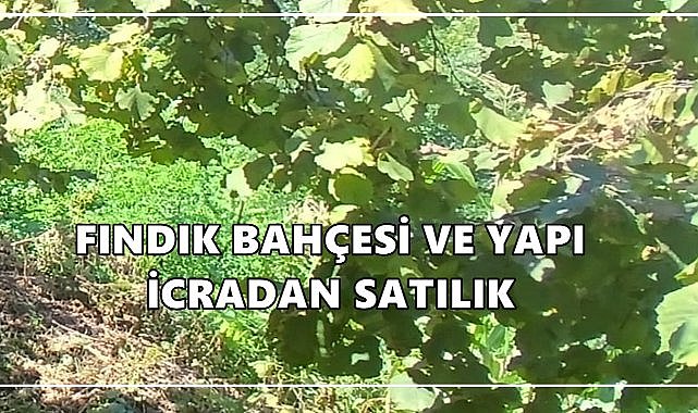 Ünye’de Fındık Bahçesi ve Yapı Satışa Çıkıyor