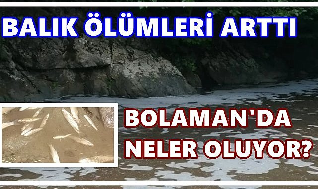 Bolaman Deresi’nde kirlilik alarmı: “Balık ölümleri arttı”