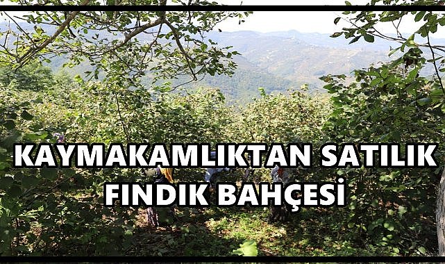 Bulancak Kaymakamlığı Hazineye Ait Fındık Bahçesini Satacak