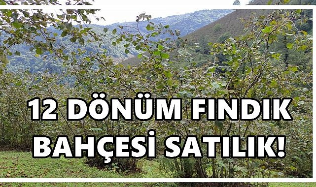 Bulancak’ta 12.864 m² Fındık Bahçesi İcradan Satışta