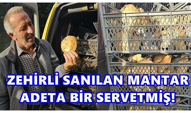 Ericek Yaylası’nda yıllardır toplanmayan mantar 200 TL’den alıcı buldu