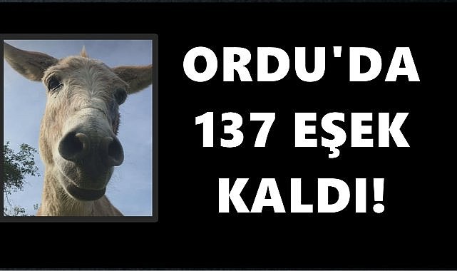 Ordu&#039;da 137 Eşek Kaldı: Giresun ve Trabzon Çok Geride