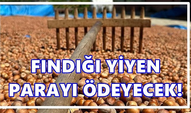 Fındığı Yiyen Parayı Verecek: Fındıkta Yeni Fiyat Tartışması