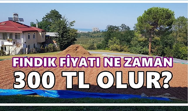 Fındığın Ateşi Yüksek! Fındık Fiyatı Ne Zaman 300 TL Olur?