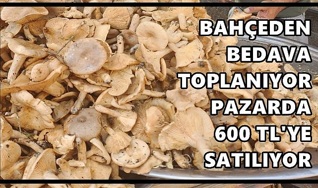 Fındık Bahçelerinden Toplanan Fındık Tirmiti Pazarda 600 TL’ye Satılıyor