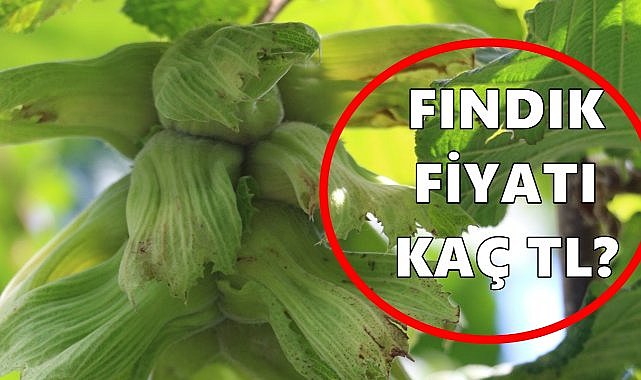 Fındık Fiyatı 22 Eylül 2025 Pazartesi
