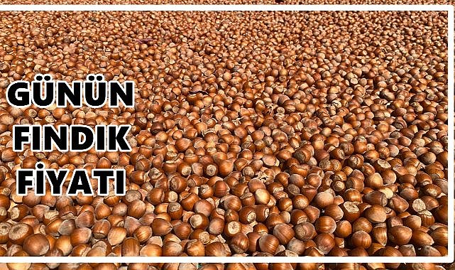 Fındık Fiyatı 26 Eylül 2025 Cuma