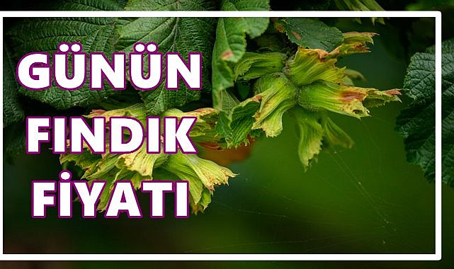 Fındık Fiyatı 28 Eylül 2025 Pazar