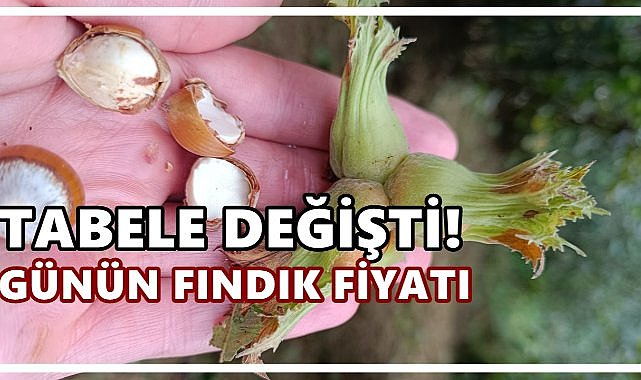 Fındık Fiyatı 9 Eylül 2025 Salı