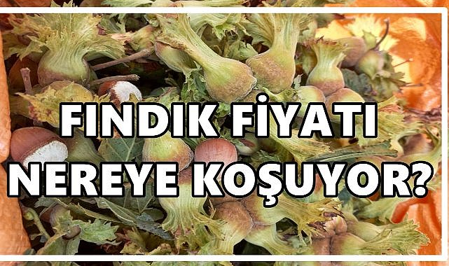 Fındık Fiyatı Nereye Koşuyor? Piyasada 400 TL Beklentisi