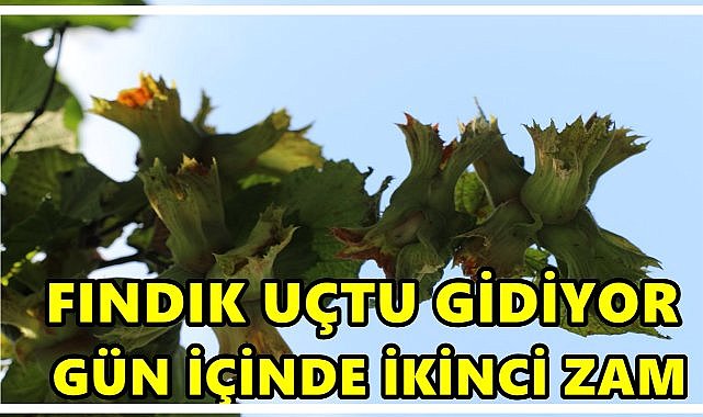 Fındık Fiyatı Uçtu Gidiyor; Tüccar 1 Saatte 2 Fiyat Açıkladı