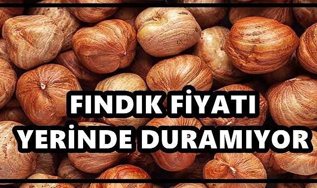 Fındık Fiyatı Yeni Haftaya Nasıl Başladı? Beklenti 350 TL