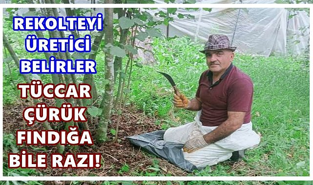 Fındık Rekoltesine İsyan: “Ne 600 bin, ne 700 bin… Harmanda ürün yok”