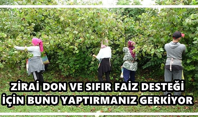 Fındık Üreticileri Dikkat! Zirai Don Desteği ve %0 Faizli Kredide Üyelik Zorunluluğu