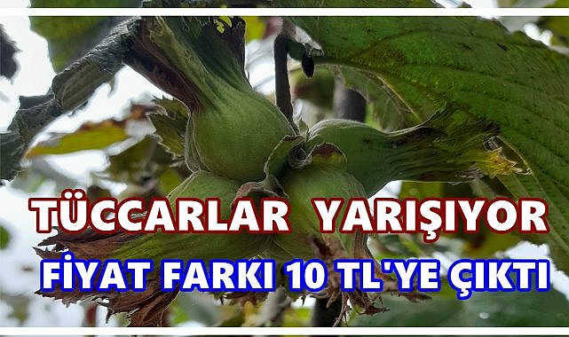 Fındıkta Rekabet Kızıştı: Tüccarlar Arasında 10 TL’ye Varan Fark