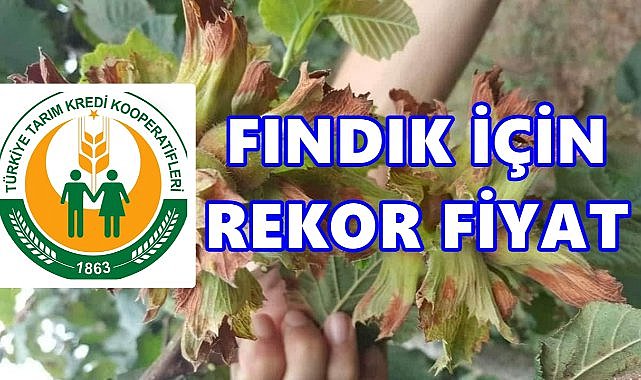 Fındıkta Yeni Zirve: Tarım Kredi Net 372 TL’den Alım Yapacak