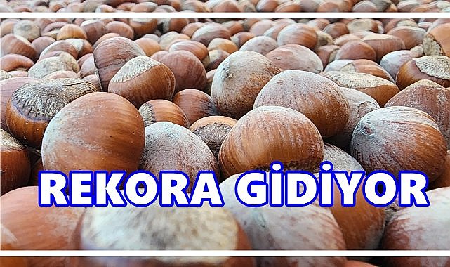 Fiyatlar Fırladı! Fındıkta Yeni Sezon Rekoru Kapıda