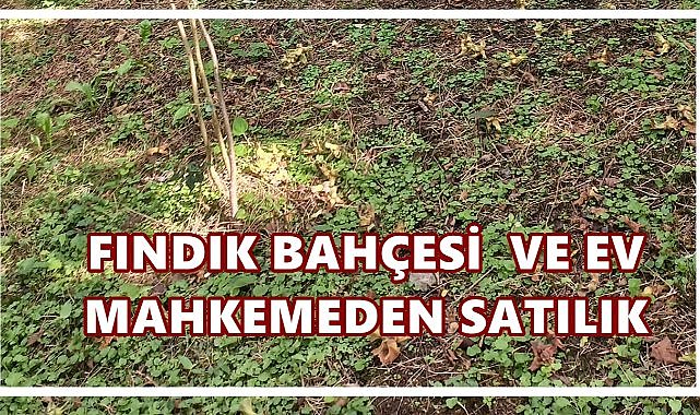 Giresun’da 7 Fındık Bahçesi ve Ev Açık Artırmayla Satışa Çıkıyor
