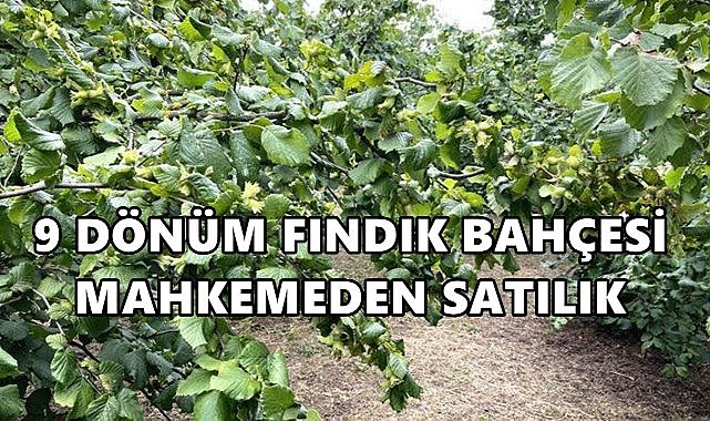 Korgan’da 9 Bin 288 m² Fındık Bahçesi Satışa Çıkarıldı