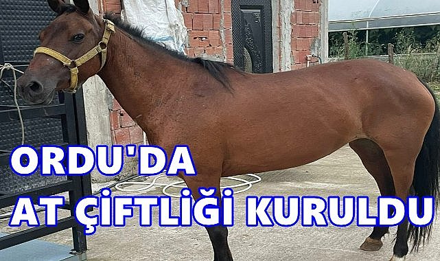 Ordu’da At Çiftliği Hizmete Açıldı