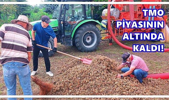 Ordu’da Fındık 250 TL’ye Dayandı, TMO Piyasada Yok