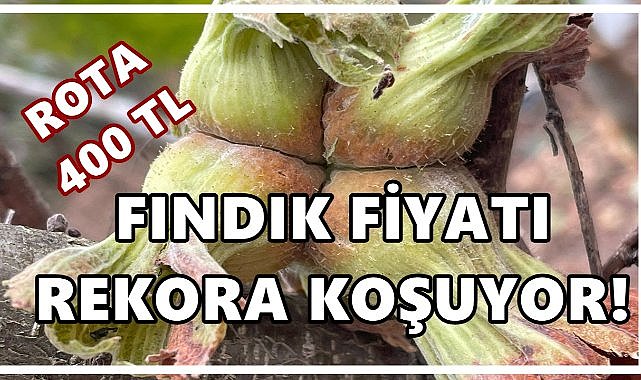 Ordu’da Fındık Fiyatları Rekora Koşuyor; Yeni Rota 400 TL